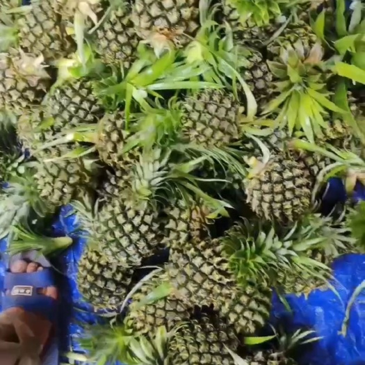 眉县徐闻香水菠萝