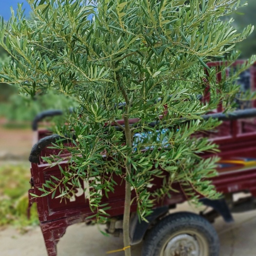 陇南油橄榄造型绿植盆栽