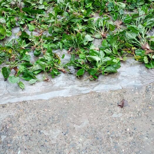 淮安车前草整棵天然。