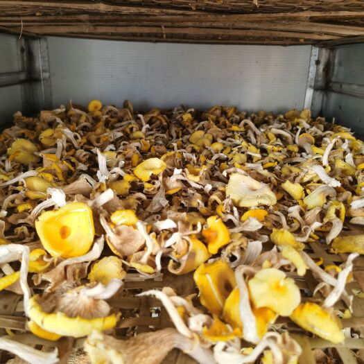 阿图什市黄金菇 营养价值高