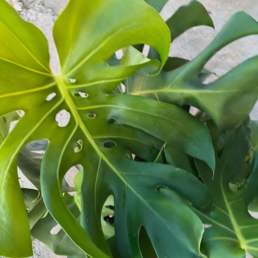 龟背竹