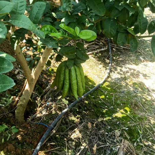 昆明氟手