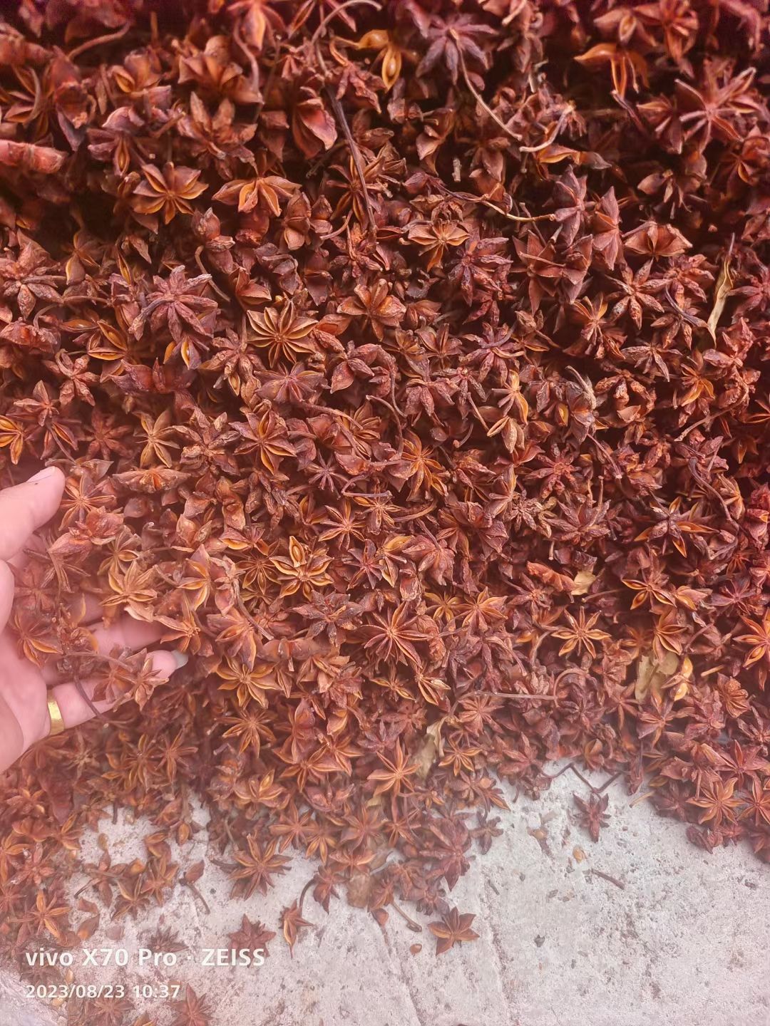 大红八角  新货上市