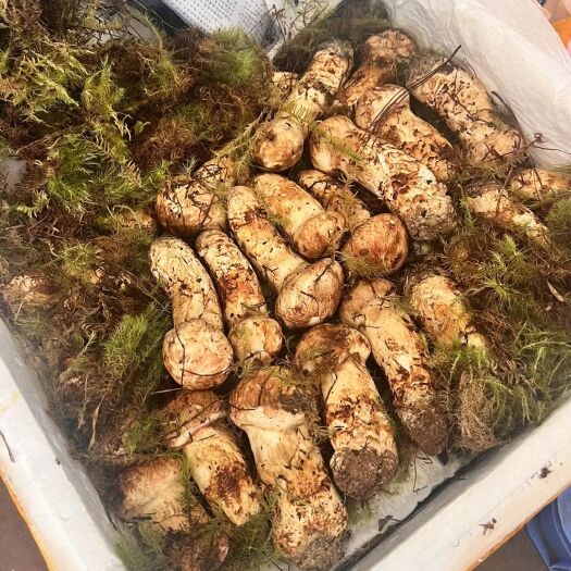 武定县香格里拉松茸