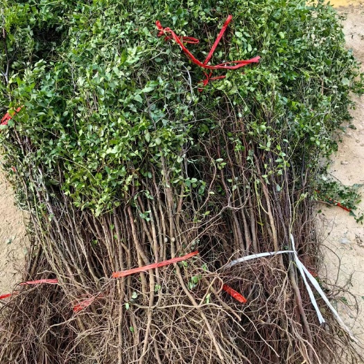 酸枣苗药用双仁酸枣苗酸枣树苗基地直销假一赔十