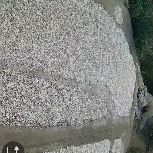 霍山县白茯苓