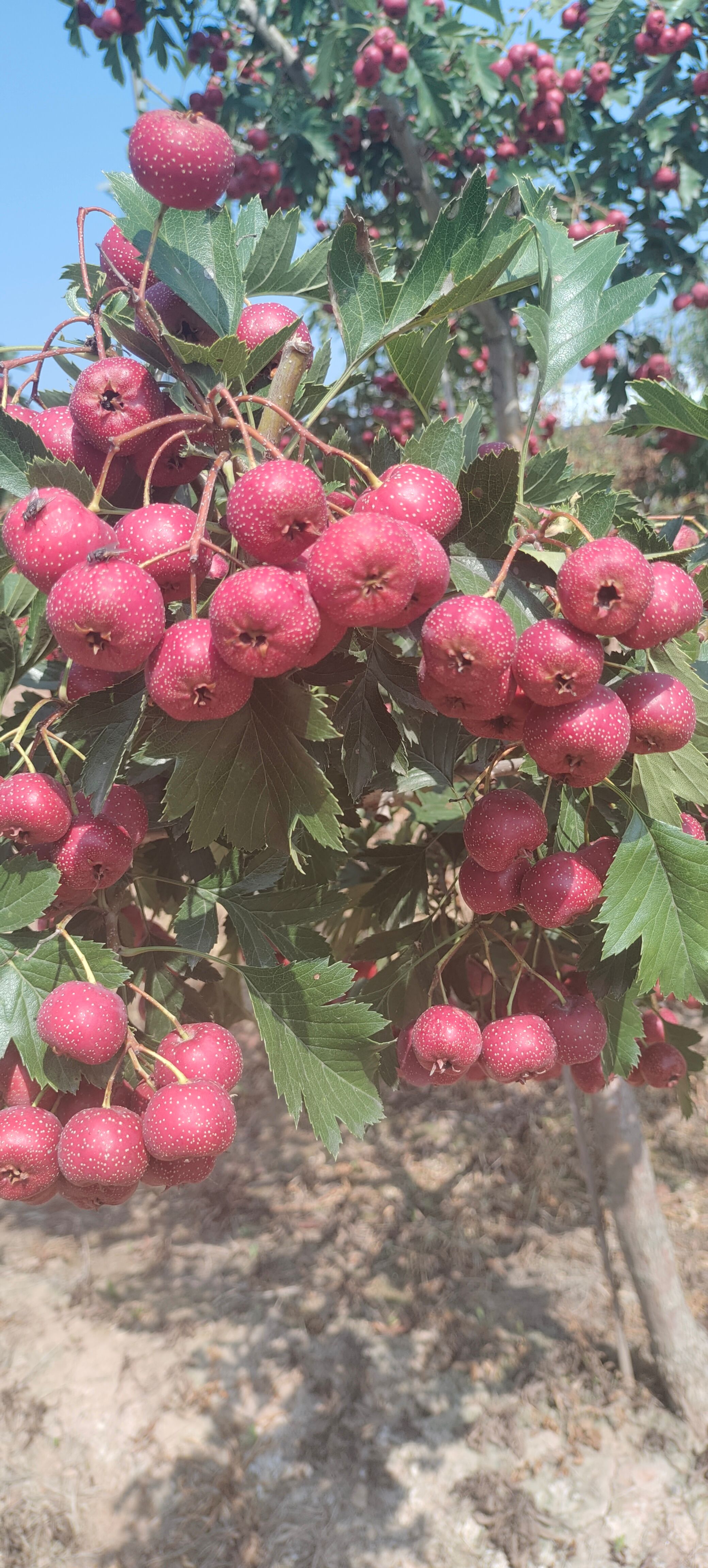 山楂甜红子