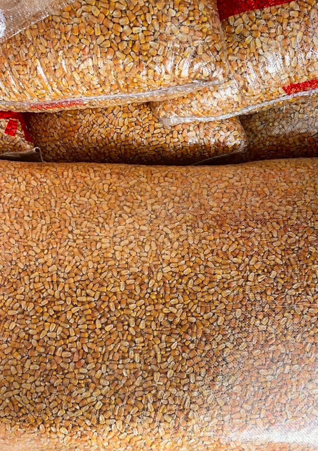 东北玉米二等玉米