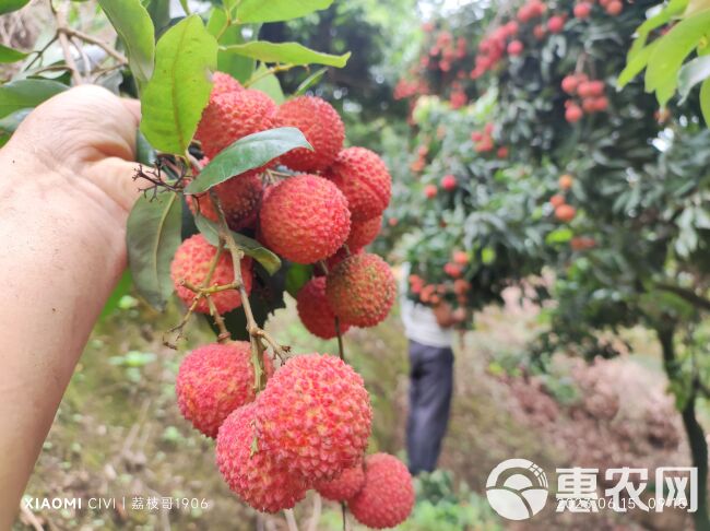 高州荔枝2024新货荔枝干桂味荔枝干货干果干晒干烤荔枝干