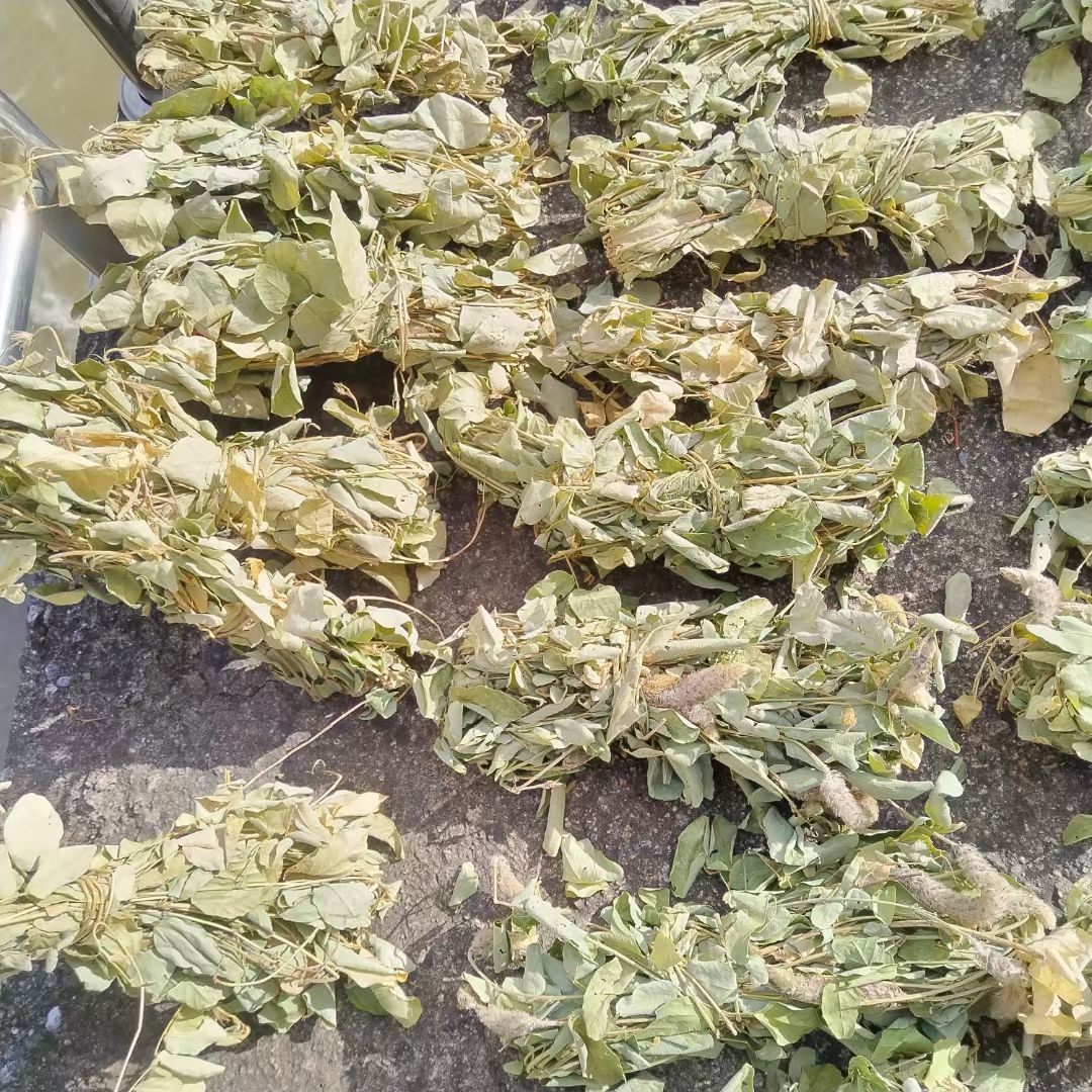 狸尾草、羊咩香，今年新品