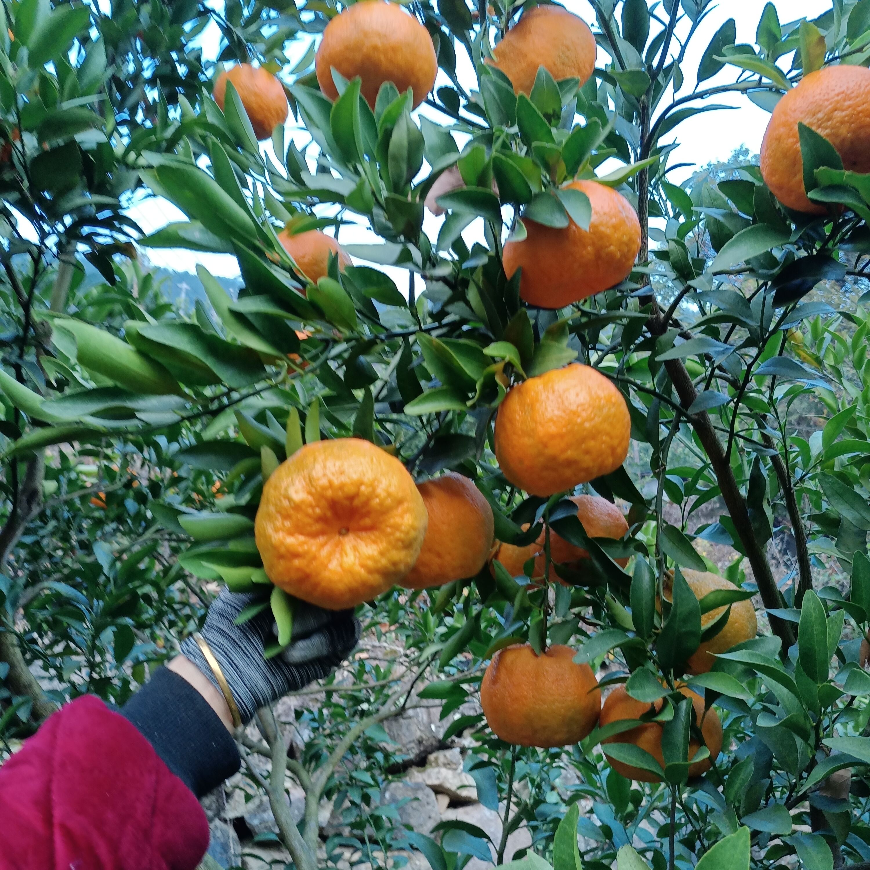 湖北，宜昌，椪柑，九月红，欢迎定购