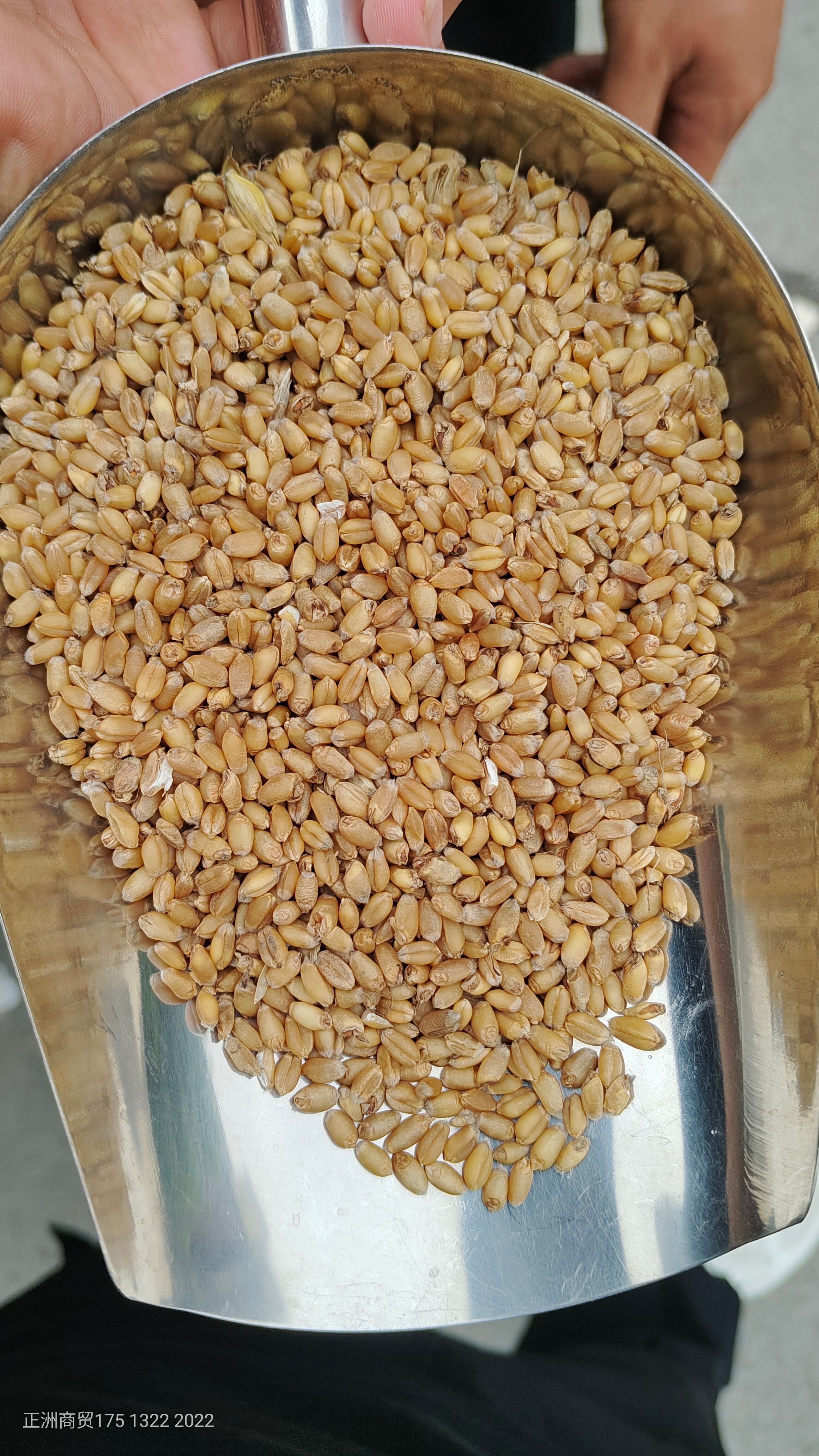 优质高筋小麦，自己种植的。