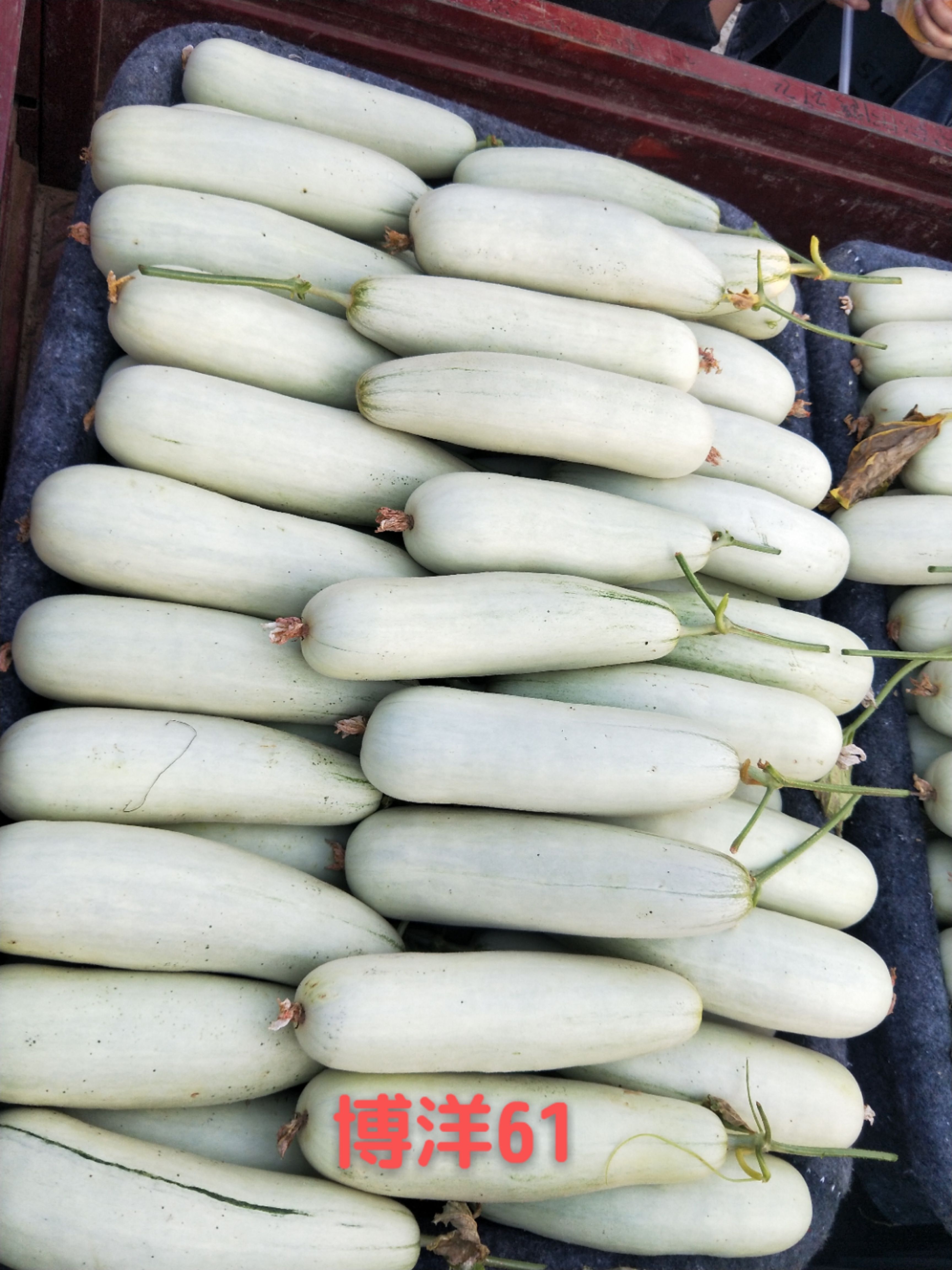 羊角脆甜瓜 头茬博洋61 基地直供  需要联系我