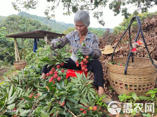 高州荔枝2024新货荔枝干桂味荔枝干货干果干晒干烤荔枝干