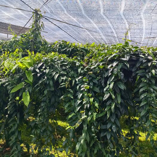思茅金果榄种子，块茎出售