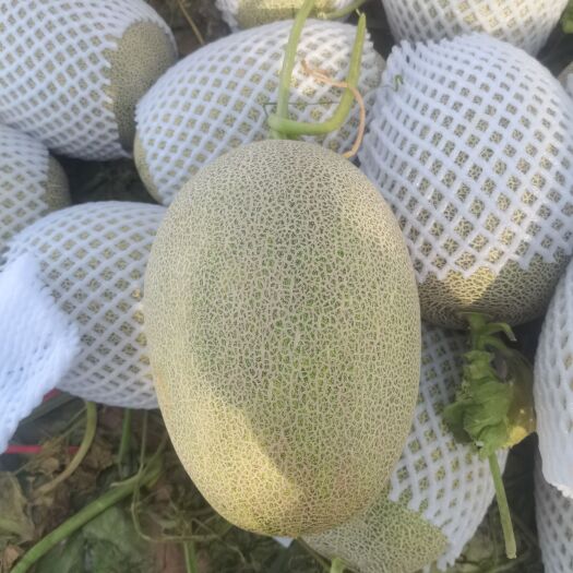 乐东县海南精品小蜜25大量上市