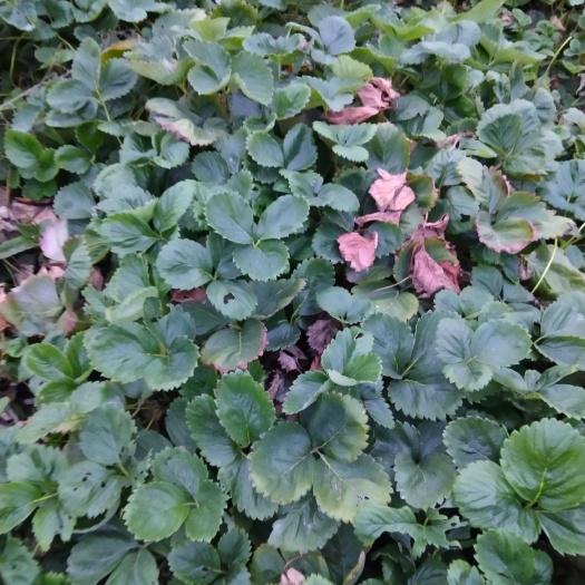 乌鲁木齐红颜草莓苗