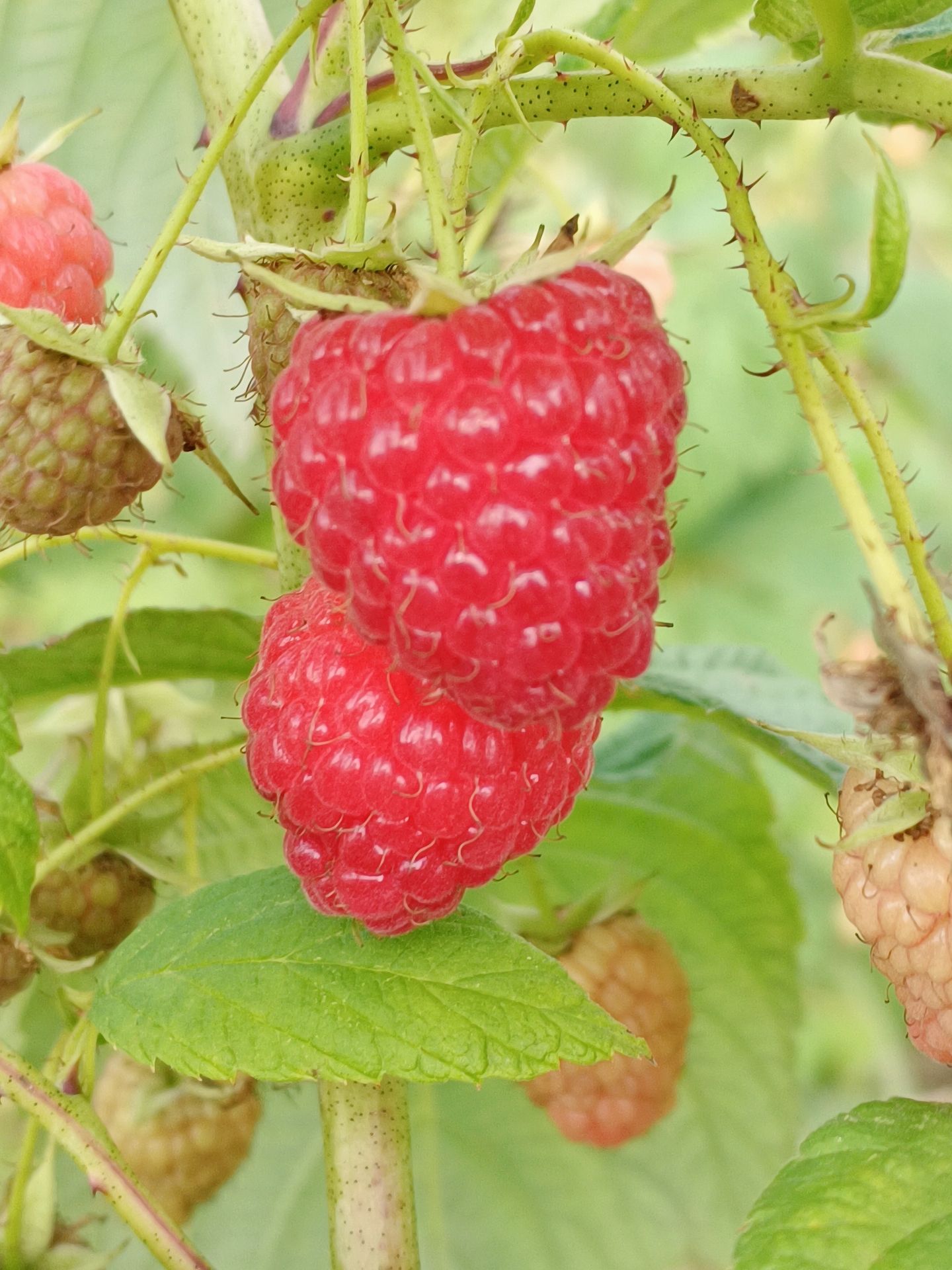 树莓苗，双季树莓苗，树莓种苗适合南北方大面积发展