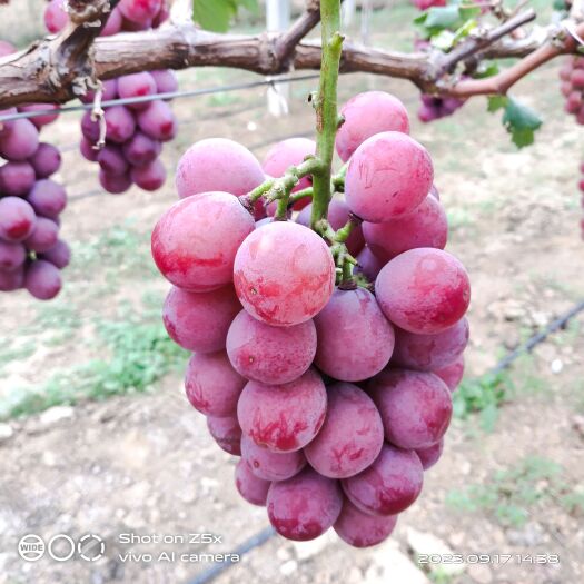 澄城县妮娜皇后葡萄