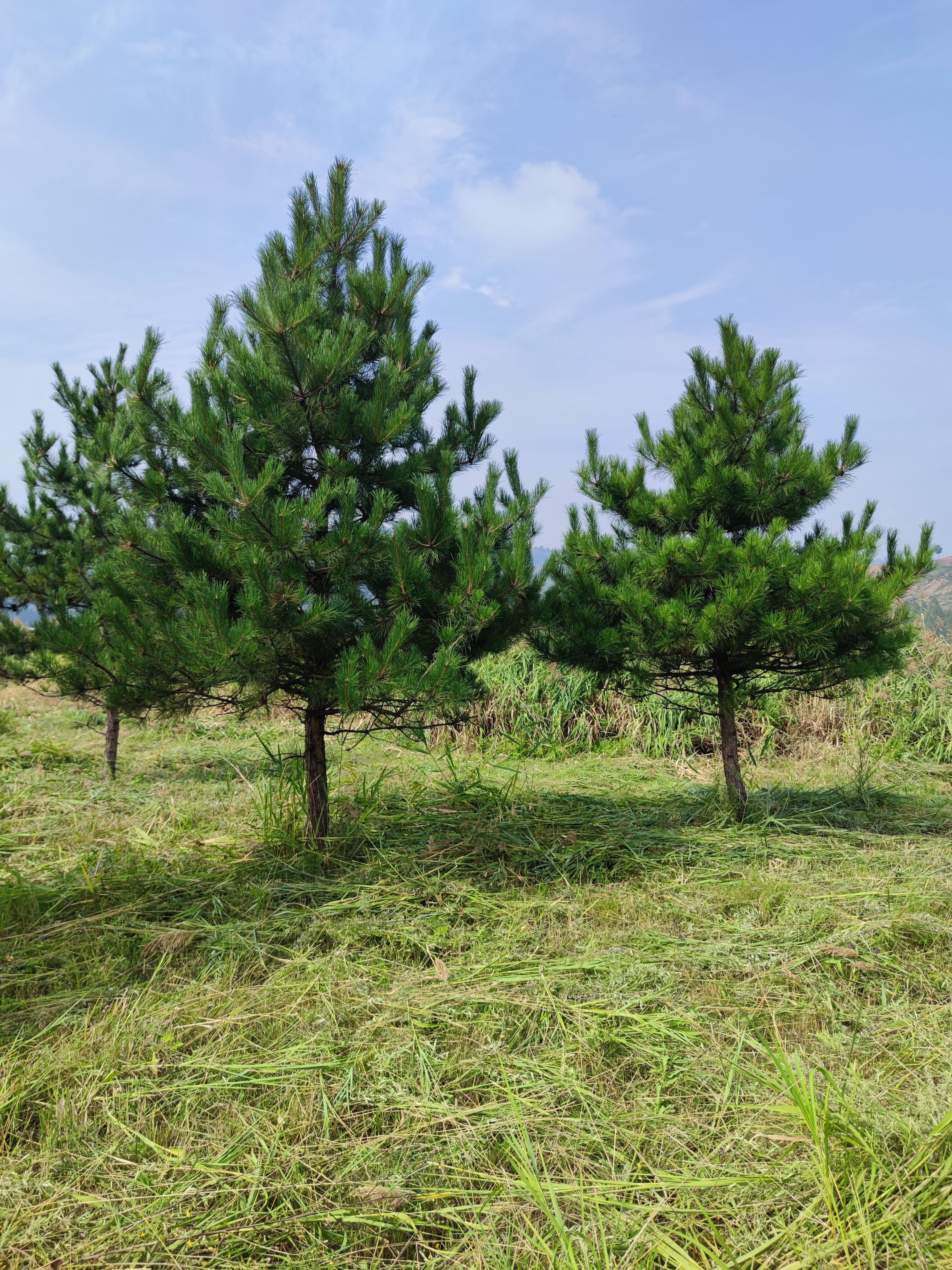 油松20公分粗//胸径20公分油松///大规格油松20公分