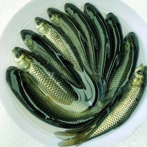 重庆市草鱼苗