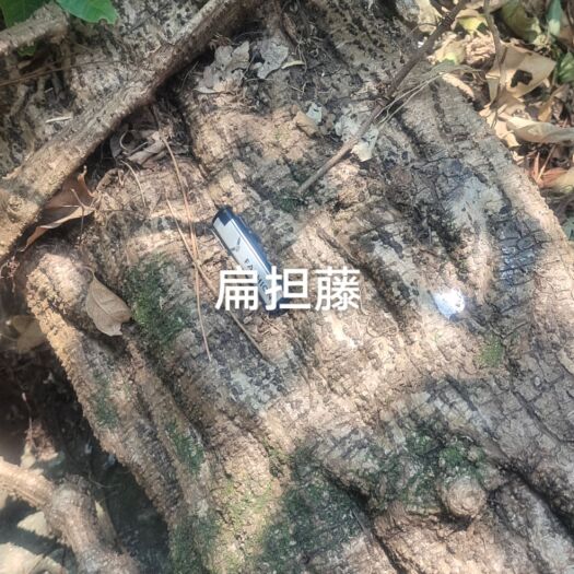 昌宁县扁藤，扁担藤，