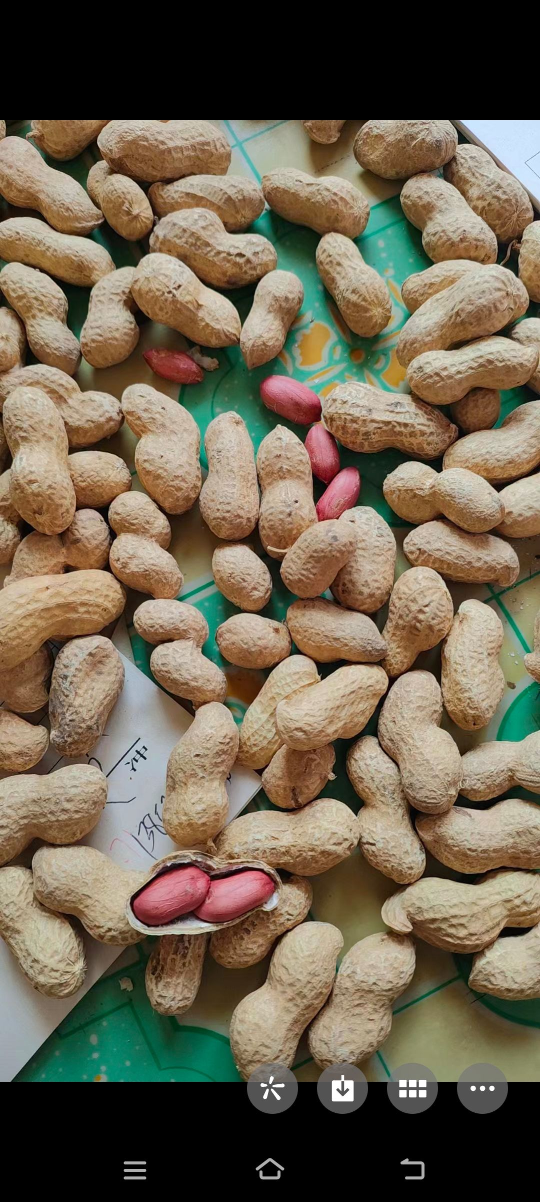 白沙系列  炒果专用中小号花生果，筛选加人工手选，质量好，