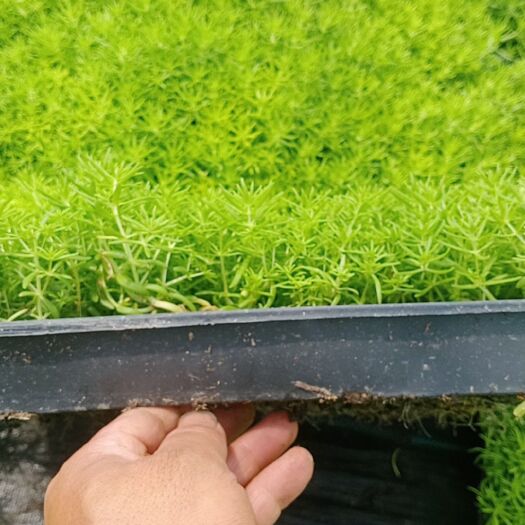 上海佛甲草