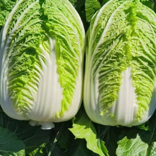 蔚县黄心大白菜