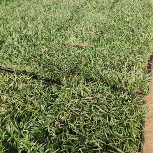 沭阳县玉龙草矮麦冬