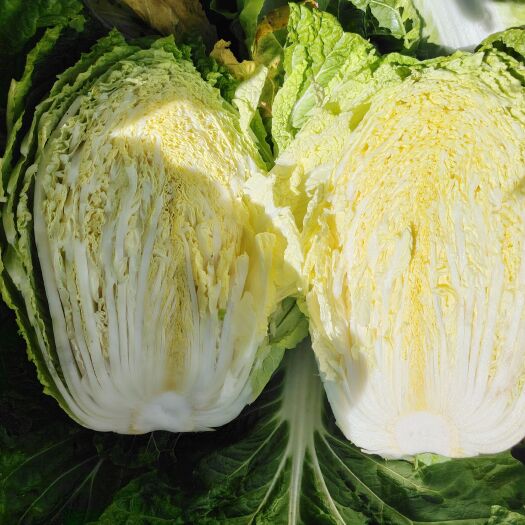 丰宁县酸菜货，虫眼菜，冰雹菜，超期大白菜