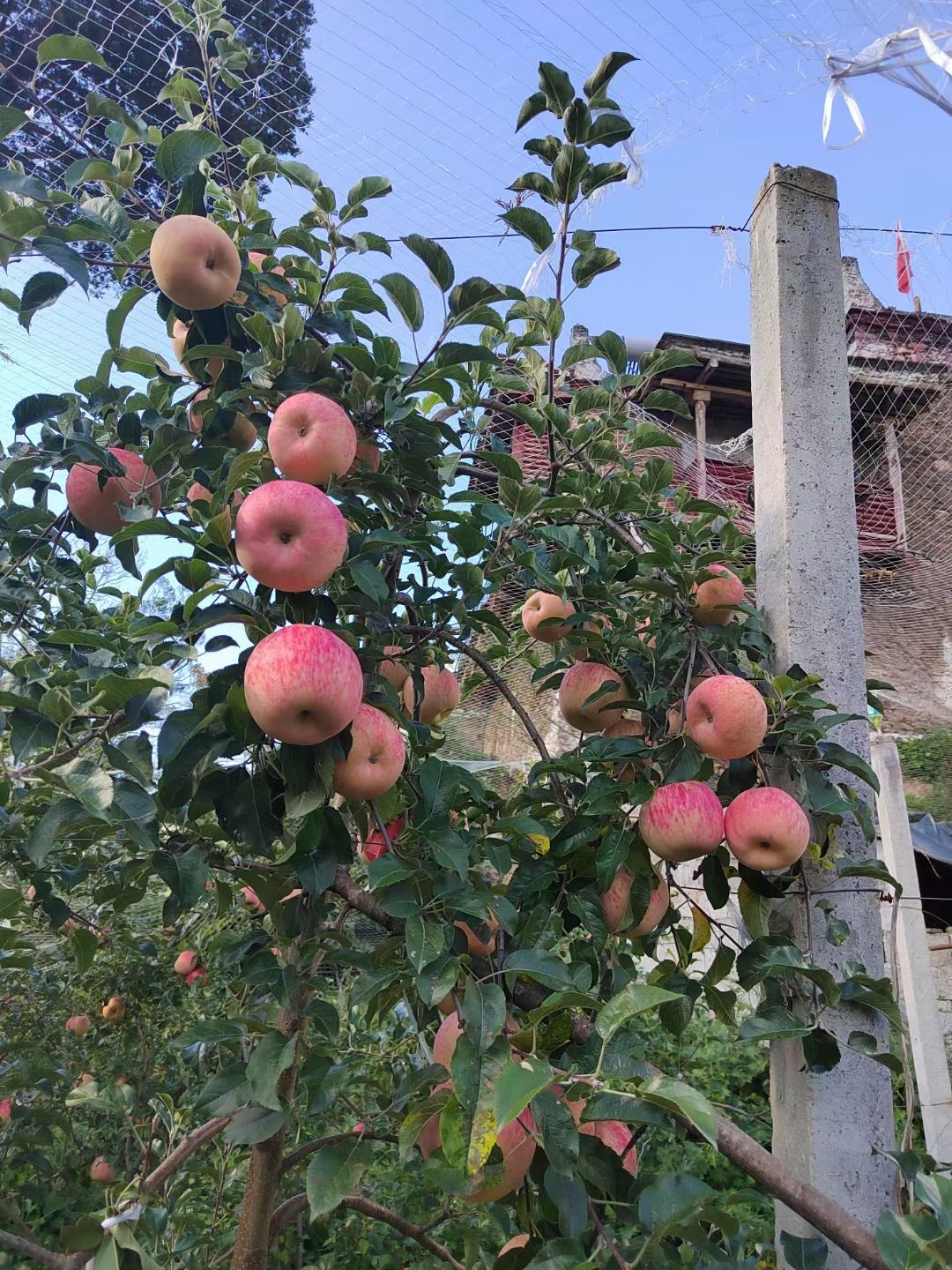 丹巴美人脆