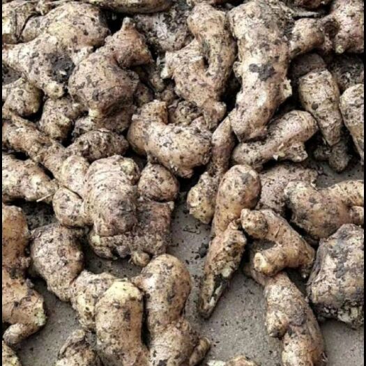 贵阳生姜，老姜，电商姜