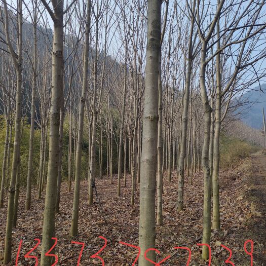 汝阳县七叶树