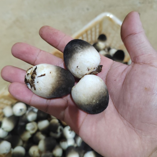 江华县优质鲜品草菇基地直发