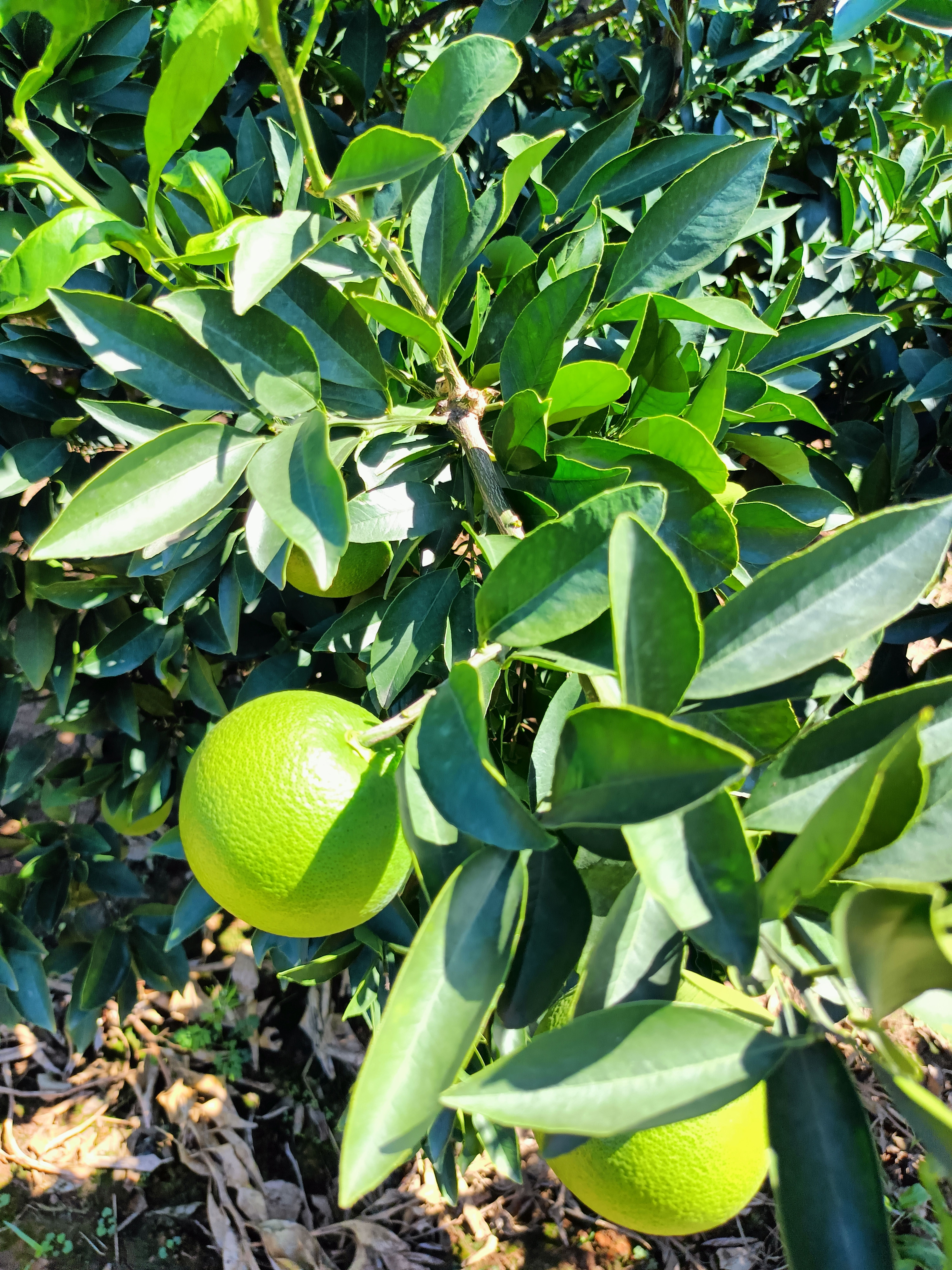 金堂绿橙，纯甜无酸，口感细嫩化渣，需要的联系，