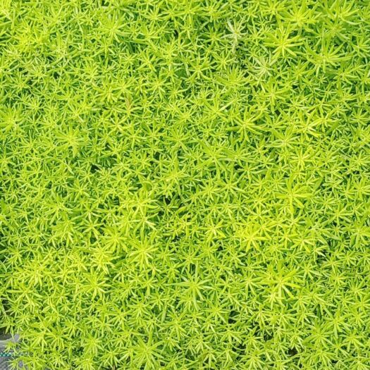 上海佛甲草