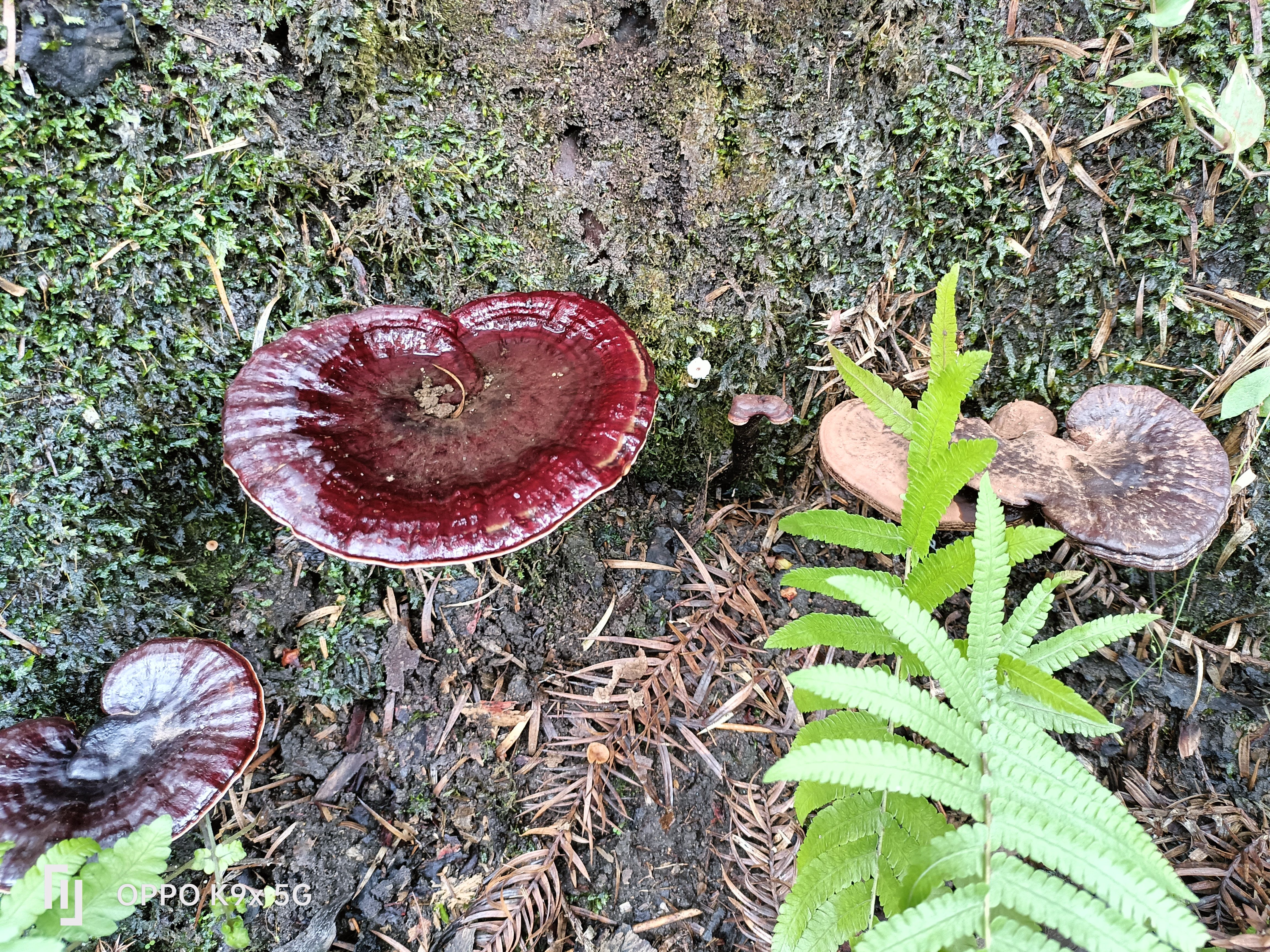 灵芝.枫树灵芝