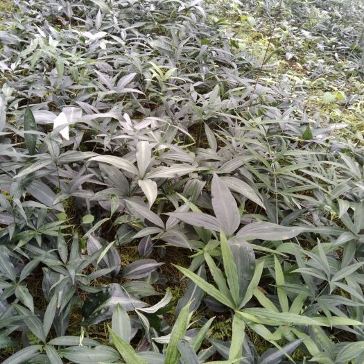 文山市滇黄精大红花二年苗
