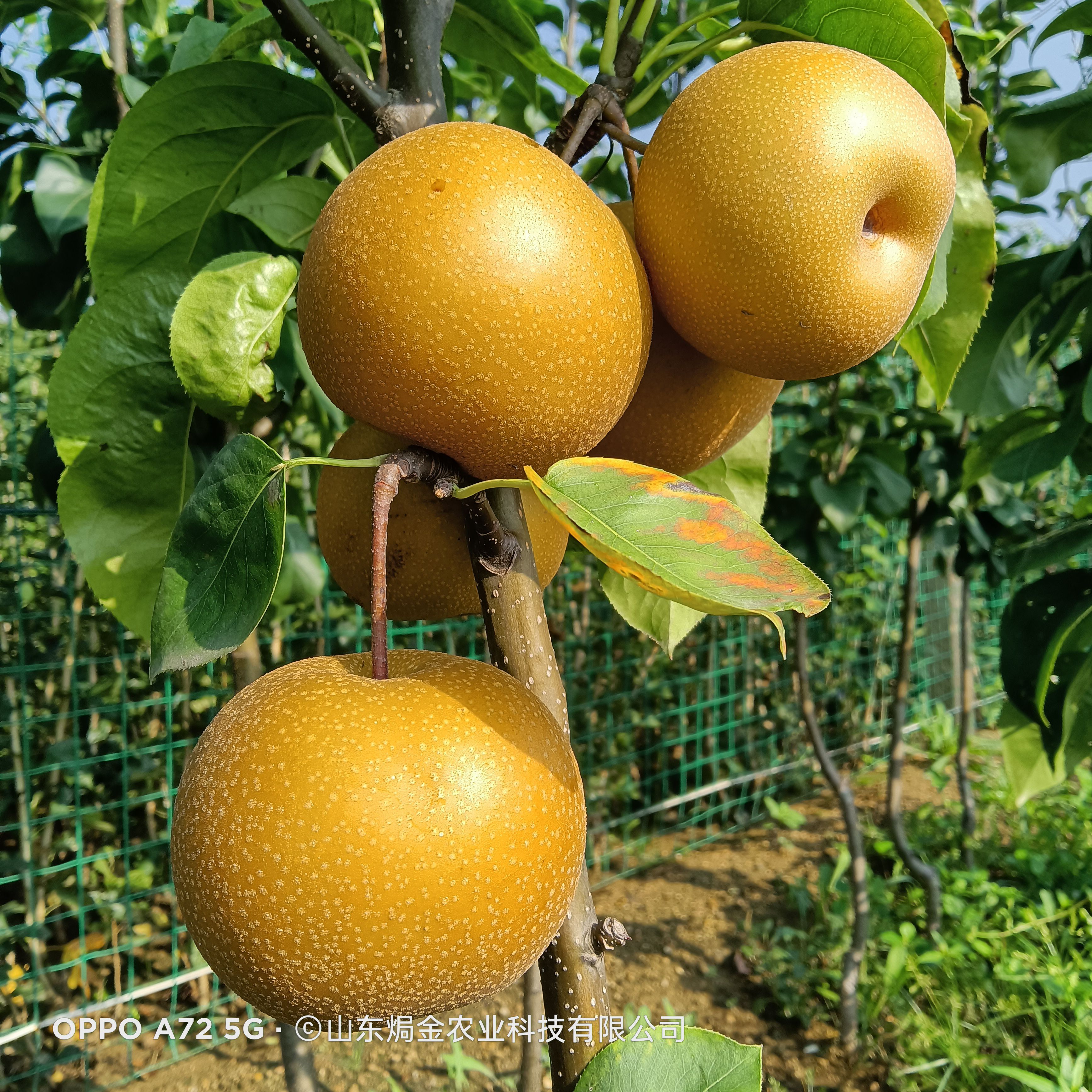 秋月梨树苗脆甜多汁核小无渣产量高适应全国种植的梨树苗