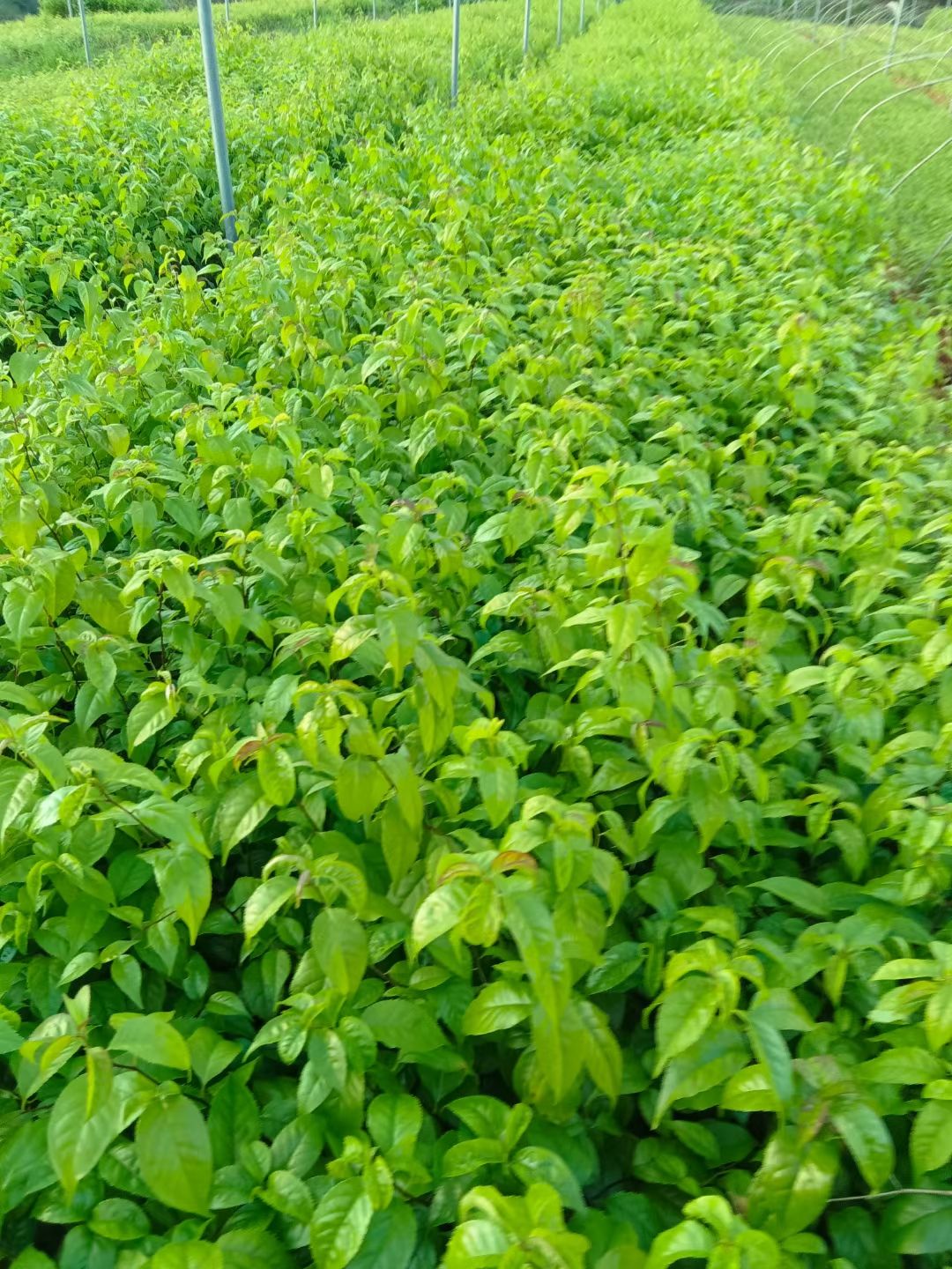 岗梅营养杯苗，种植易成活生长快！