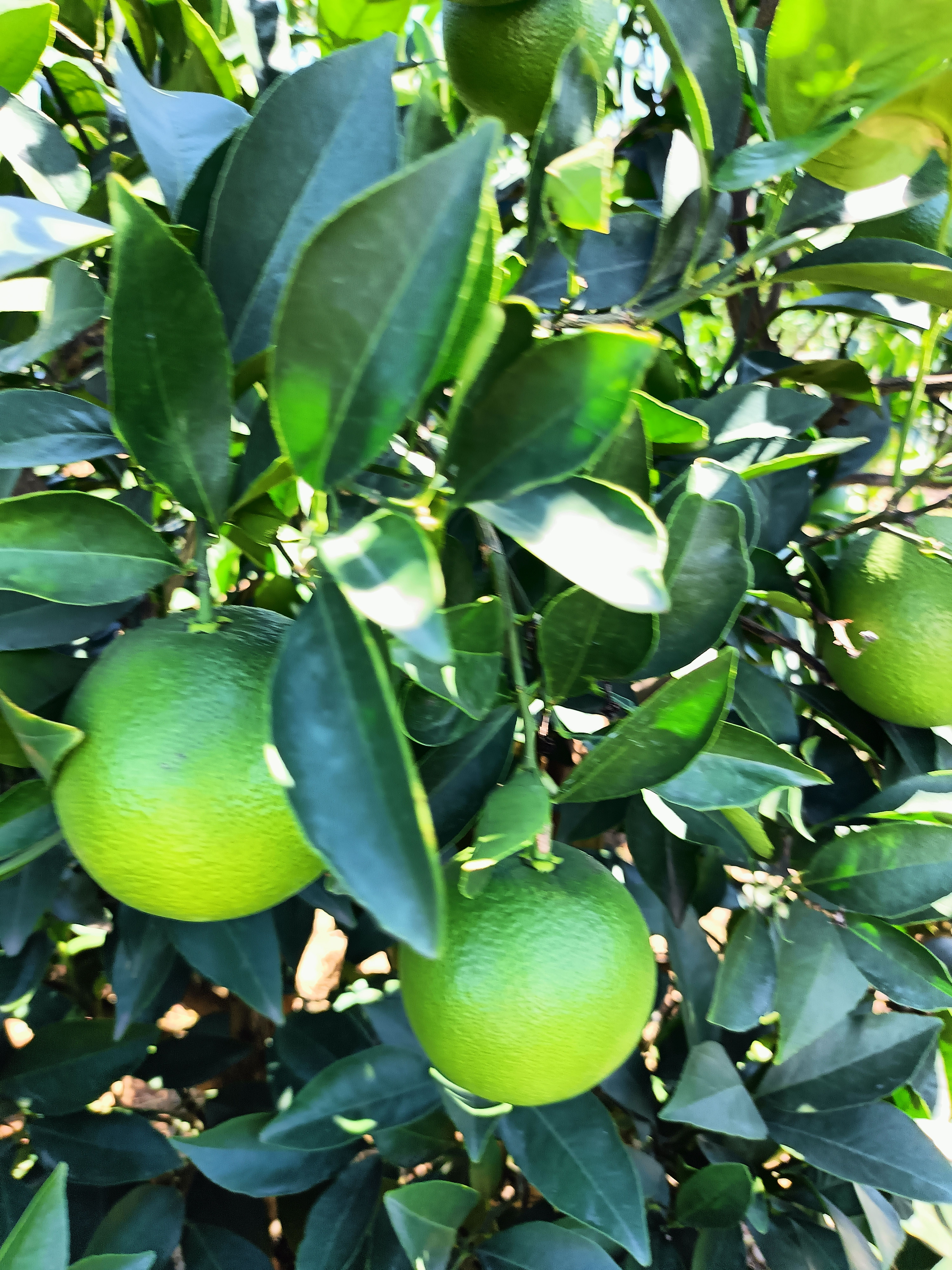 金堂绿橙，纯甜无酸，口感细嫩化渣，需要的联系，