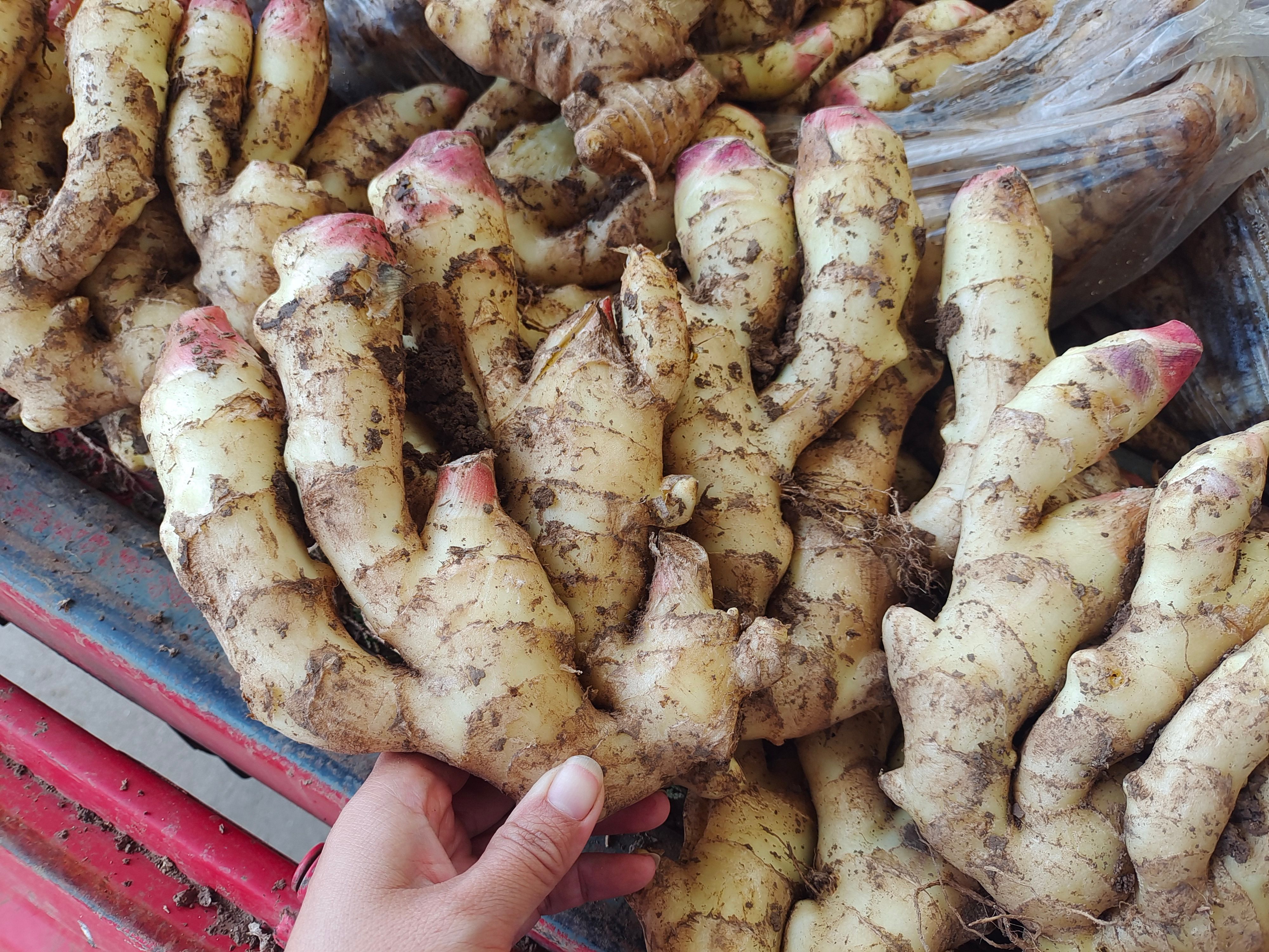 山东红芽鲜姜子姜大量上市