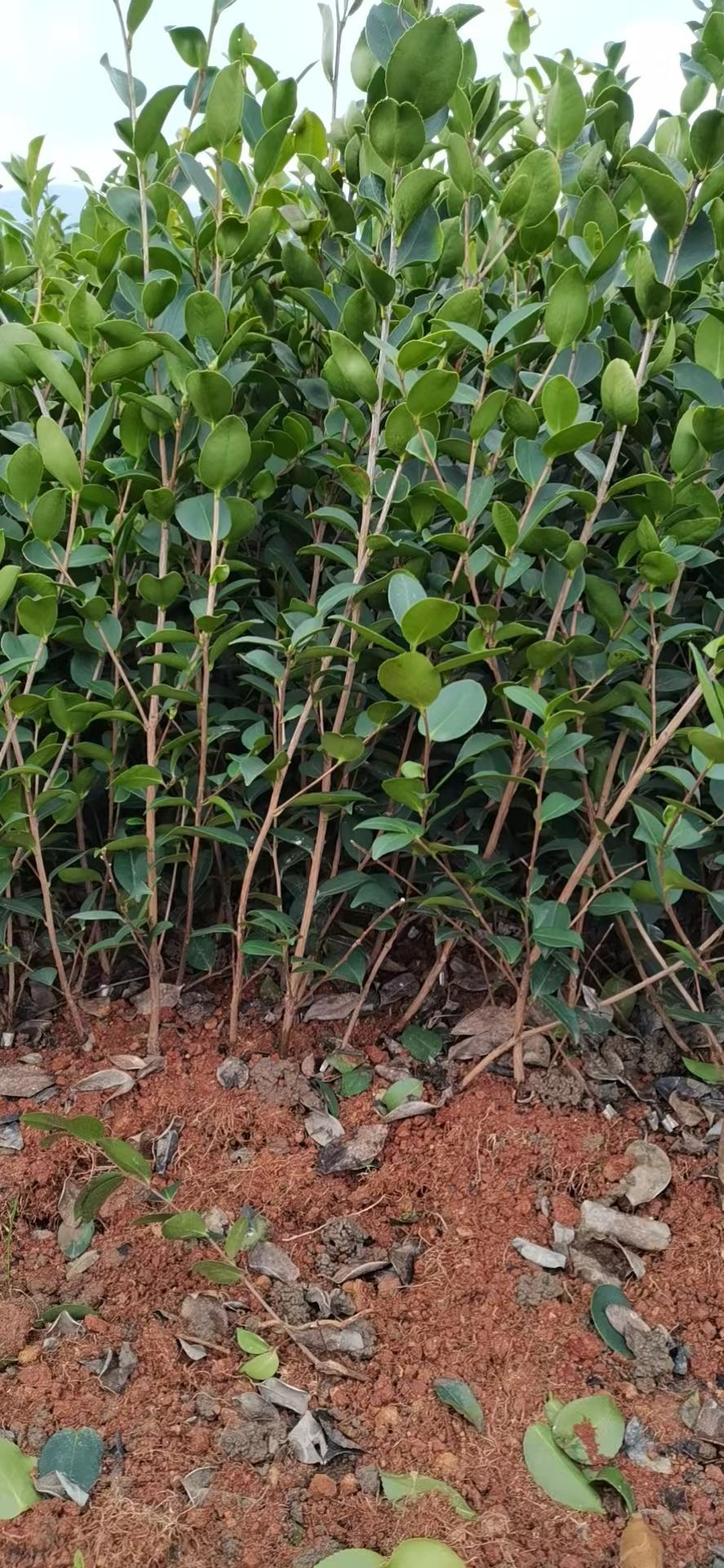 正品油茶苗，质量保证。