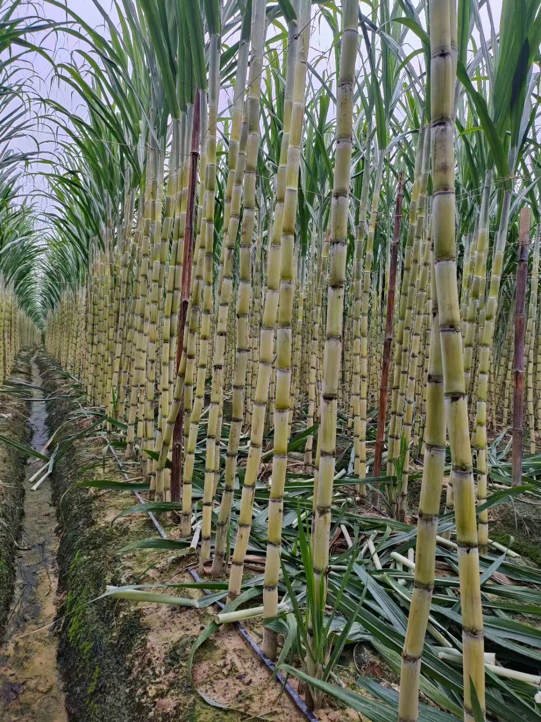 云南青皮黄金甘蔗，