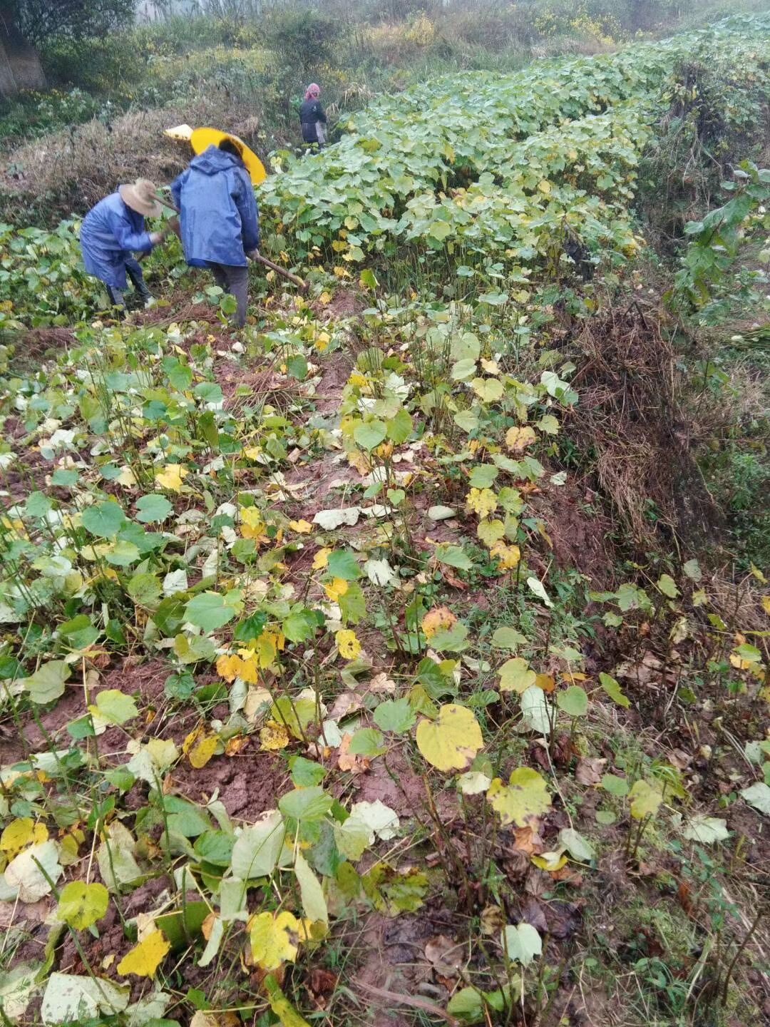 1000万株油桐树苗基地常年大量批发
