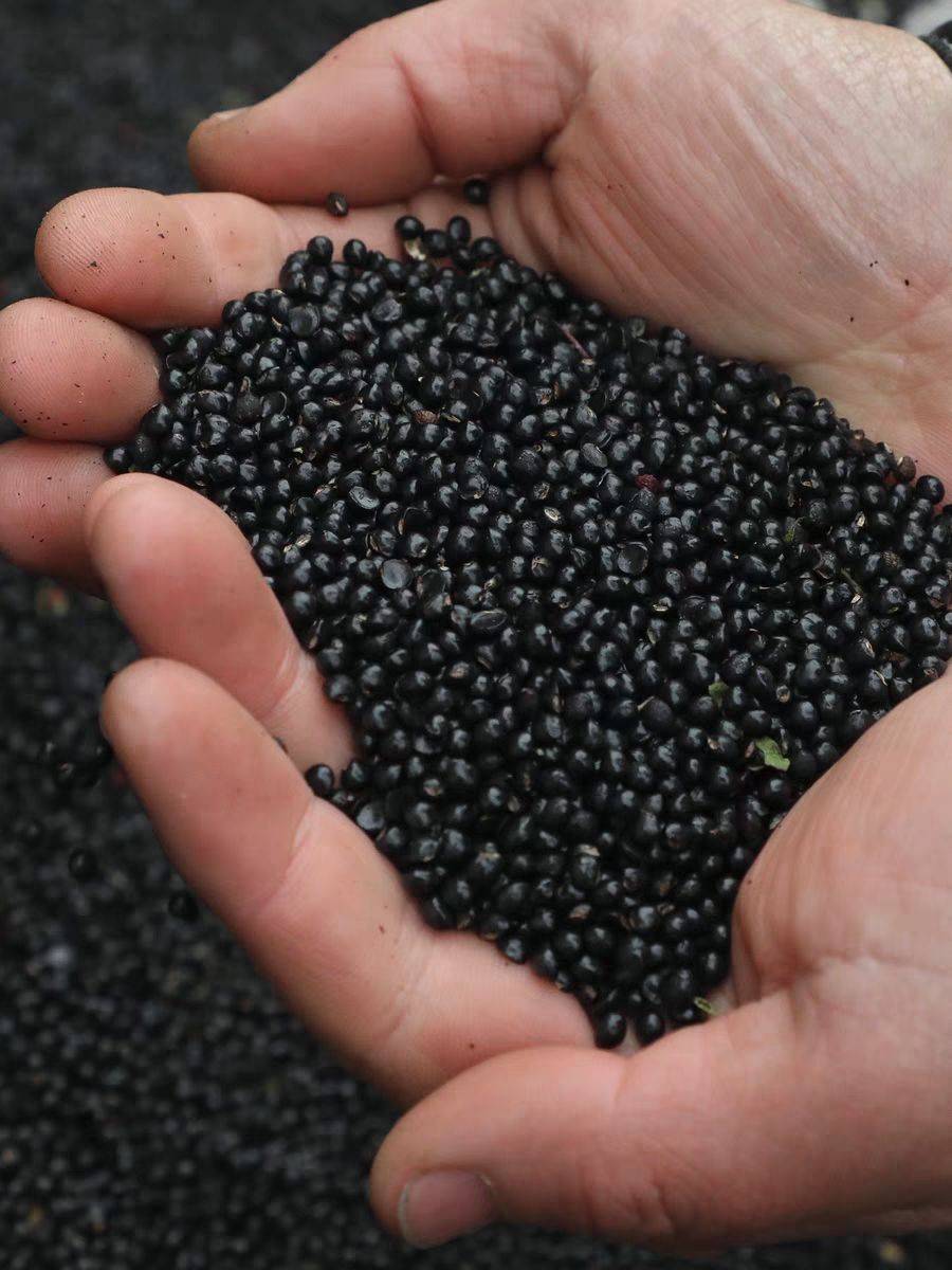 花椒籽 自家挑选做种子用  喂鸡 鸭 鸽子做饲料 油厂专用