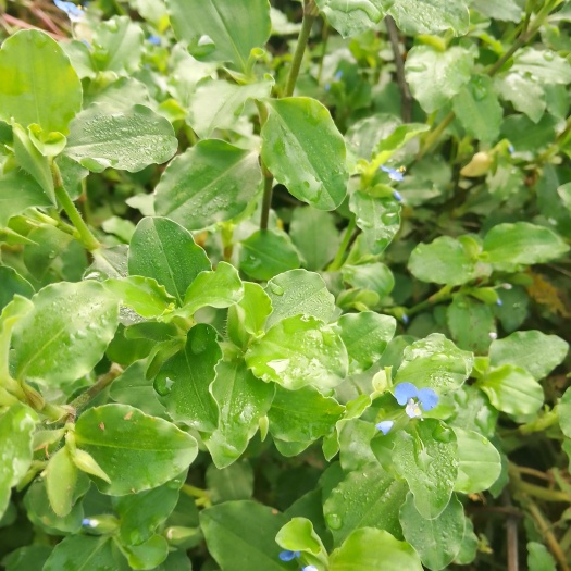 中江县鸭跖草