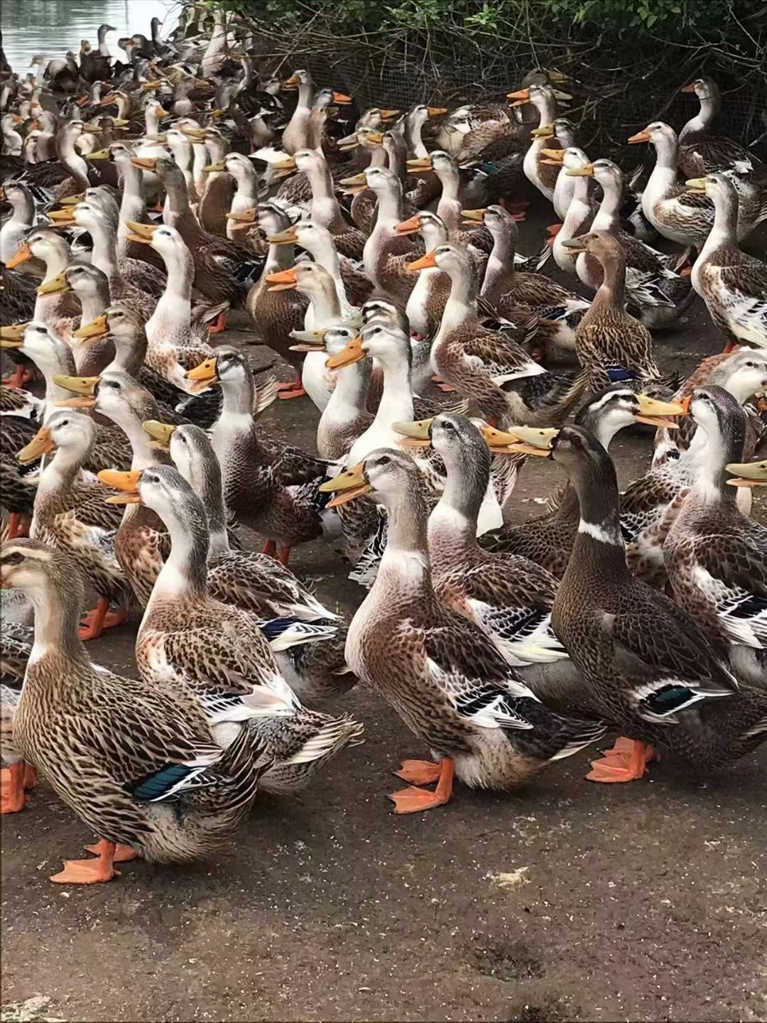 加黄麻鸭，均重5.78斤，3000羽，价格实惠