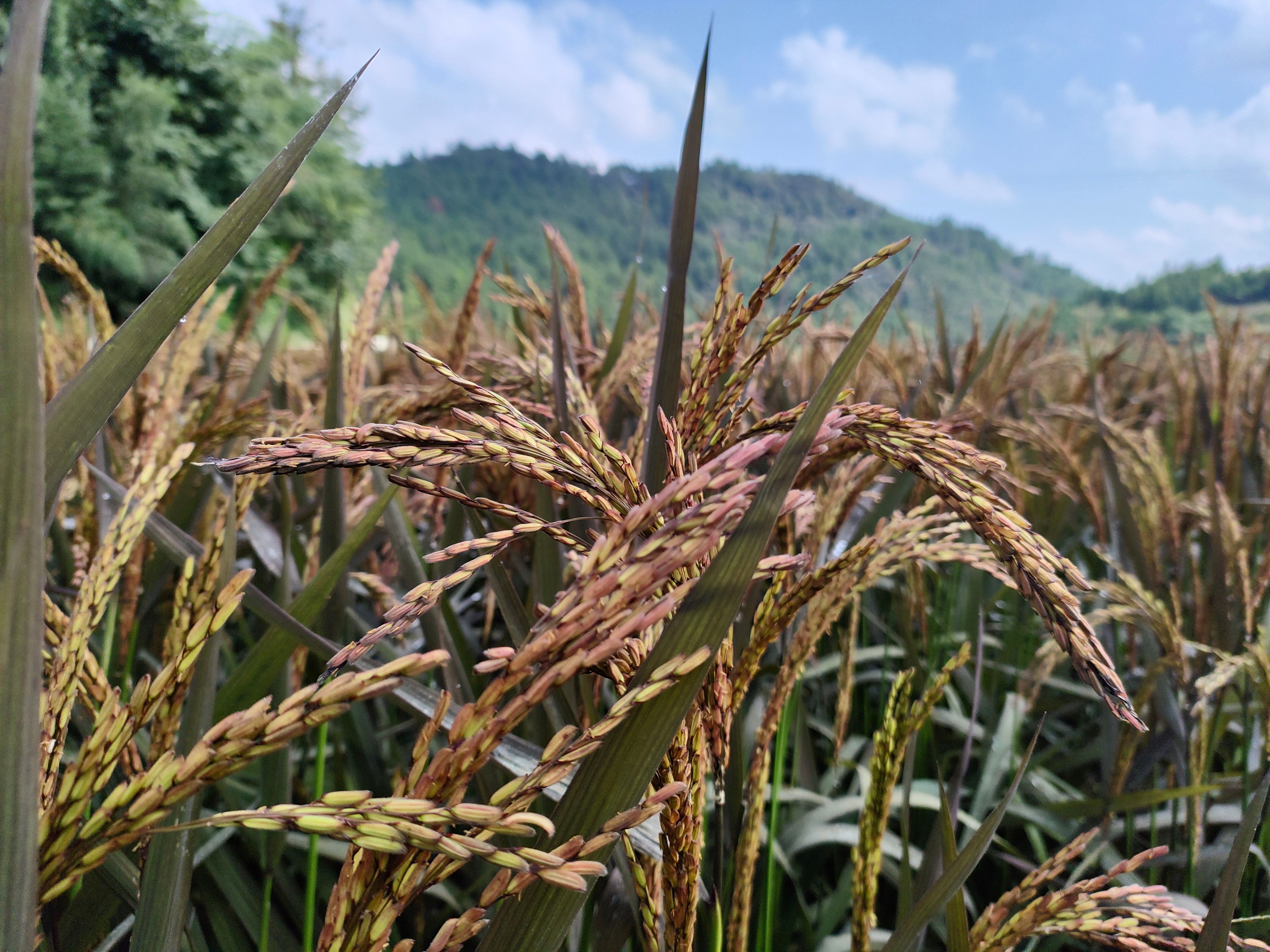 一等级的富硒丝苗米，软糯可口